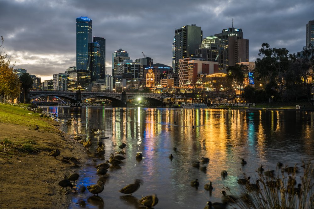 Ducks on the Yarra River | Photos | Melbourne